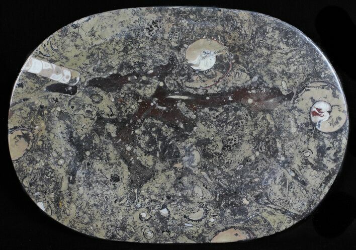 / Fossil Orthoceras & Goniatite Plate - Stoneware #58569